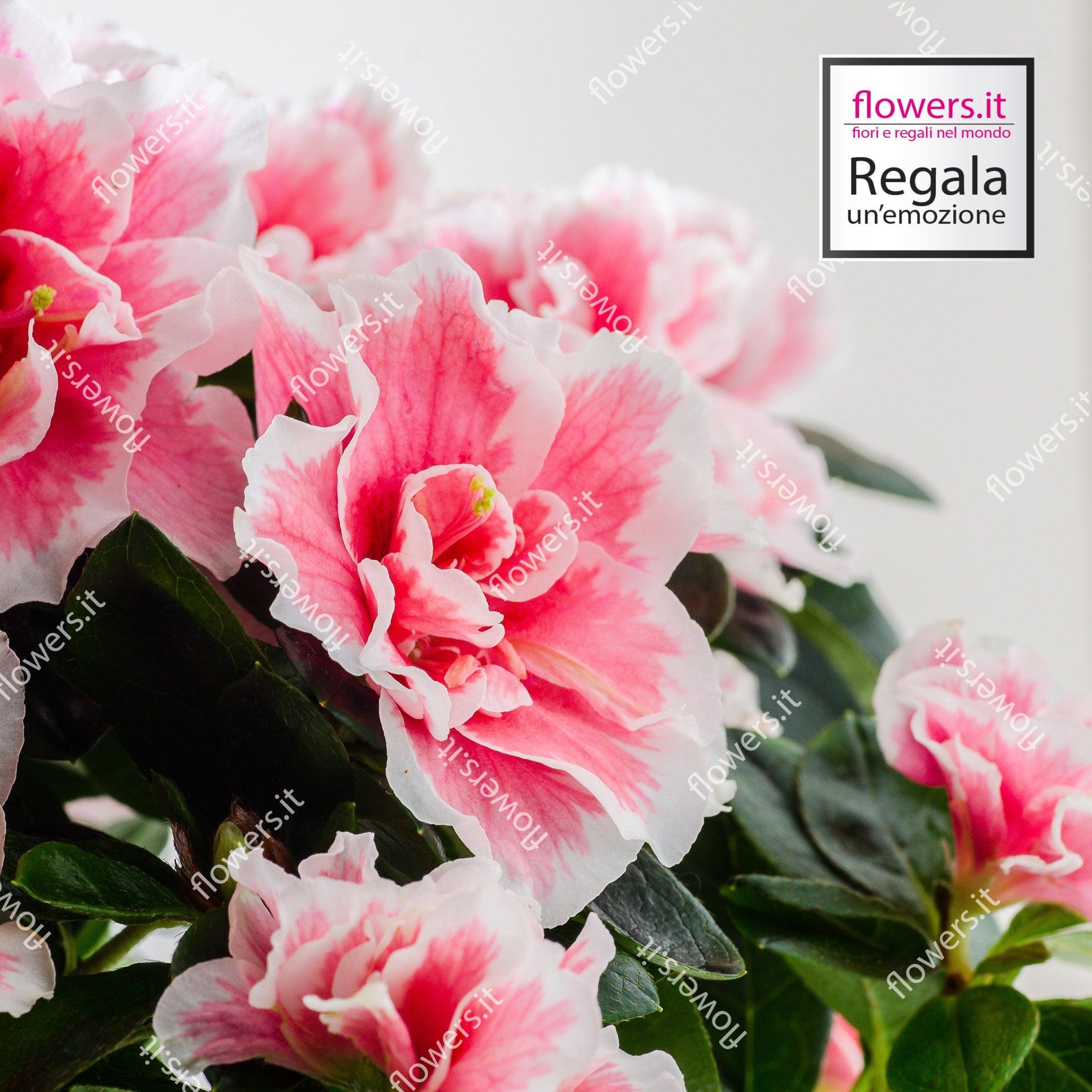 AMORE PURO - Azalea rosa in vaso - Pianta di azalea in vaso semplice. | Flowers Delivery Consegna Fiori a Domicilio