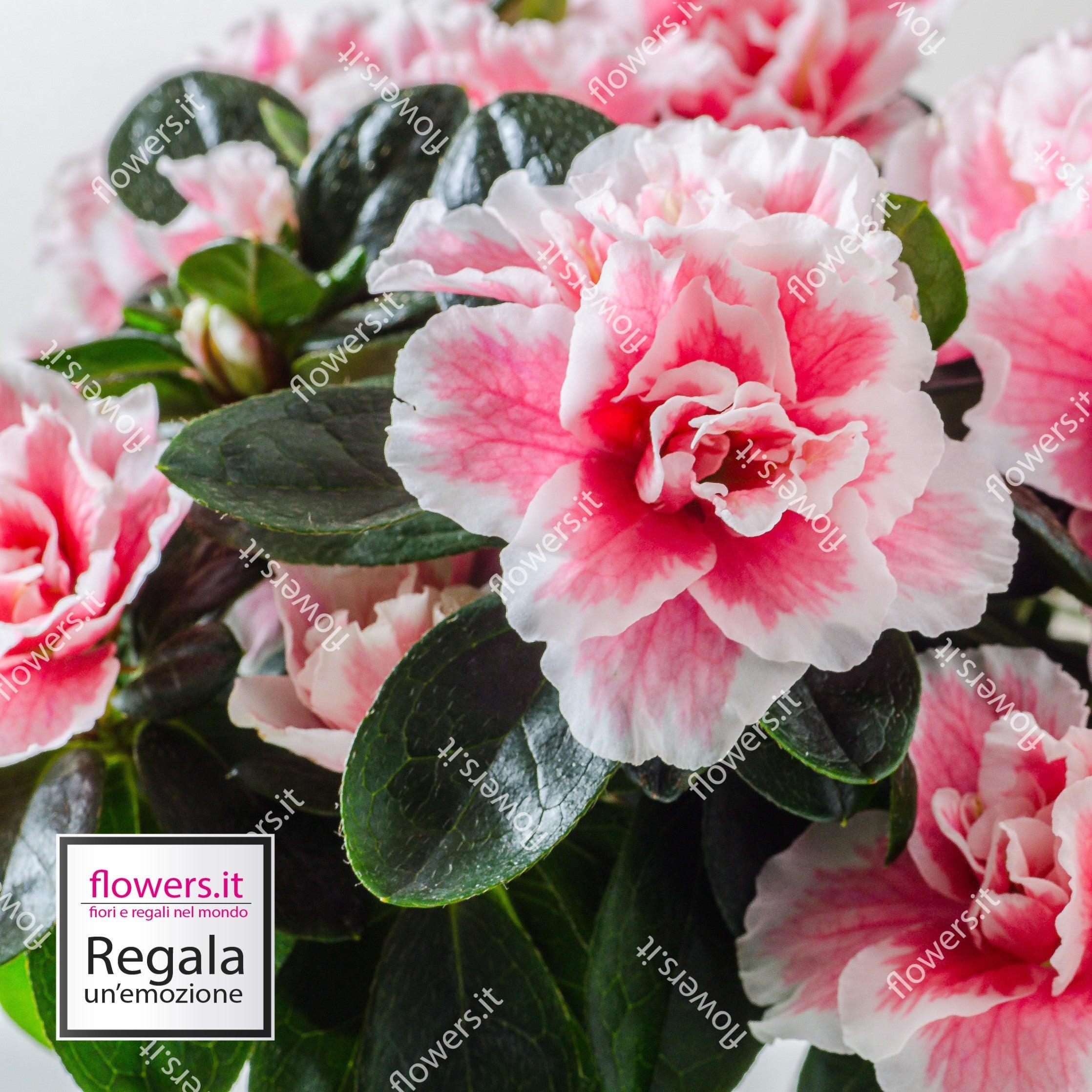 AMORE MATERNO - Pianta Azalea - Pianta di azalea piccola, perfetta per ogni spazio. | Flowers Delivery Consegna Fiori a Domicilio