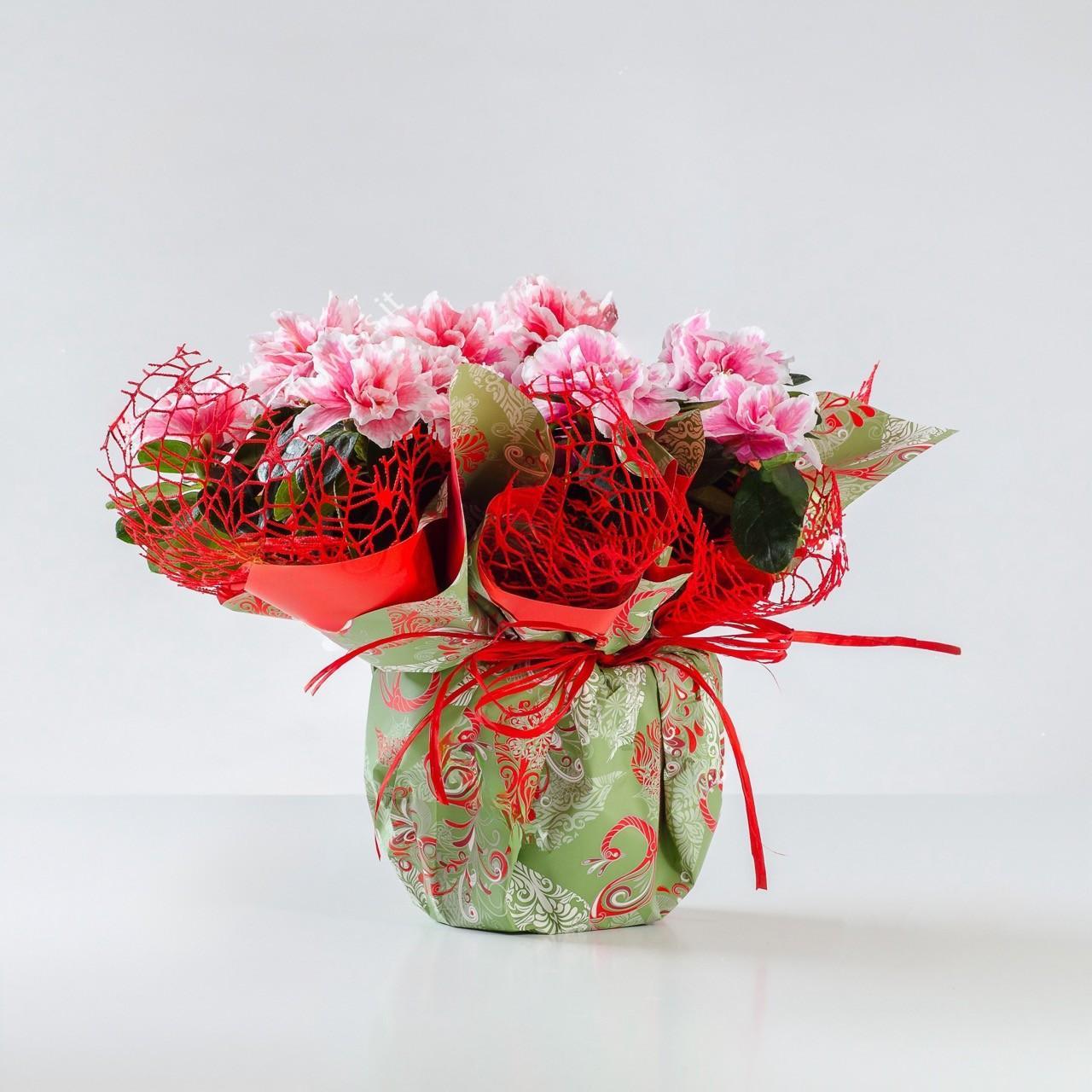 AMORE MATERNO - Pianta Azalea - Pianta di azalea piccola, perfetta per ogni spazio. | Flowers Delivery Consegna Fiori a Domicilio