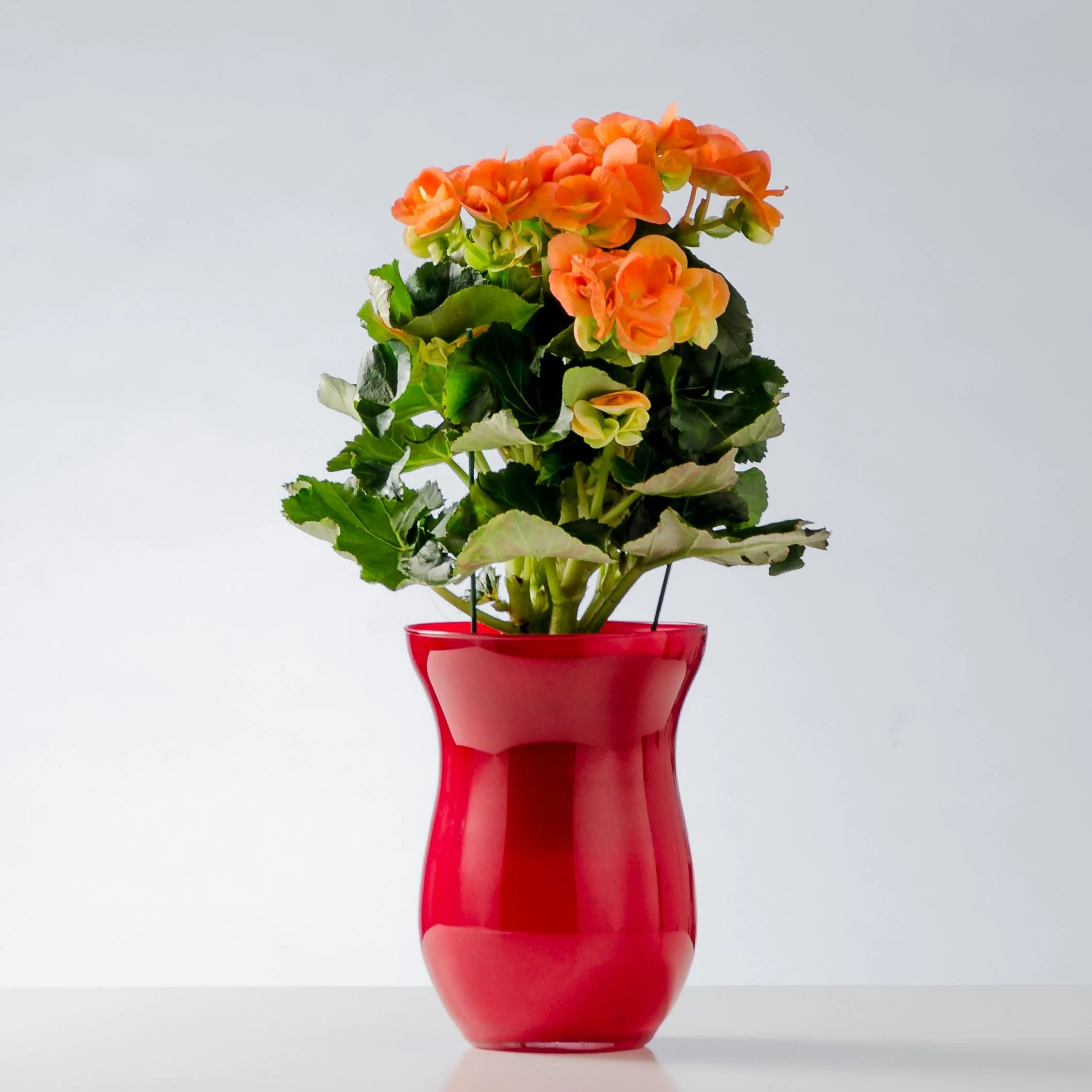 IL BUON AUSPICIO - Begonia - Pianta di begonia fiorita. | Flowers Delivery Consegna Fiori a Domicilio