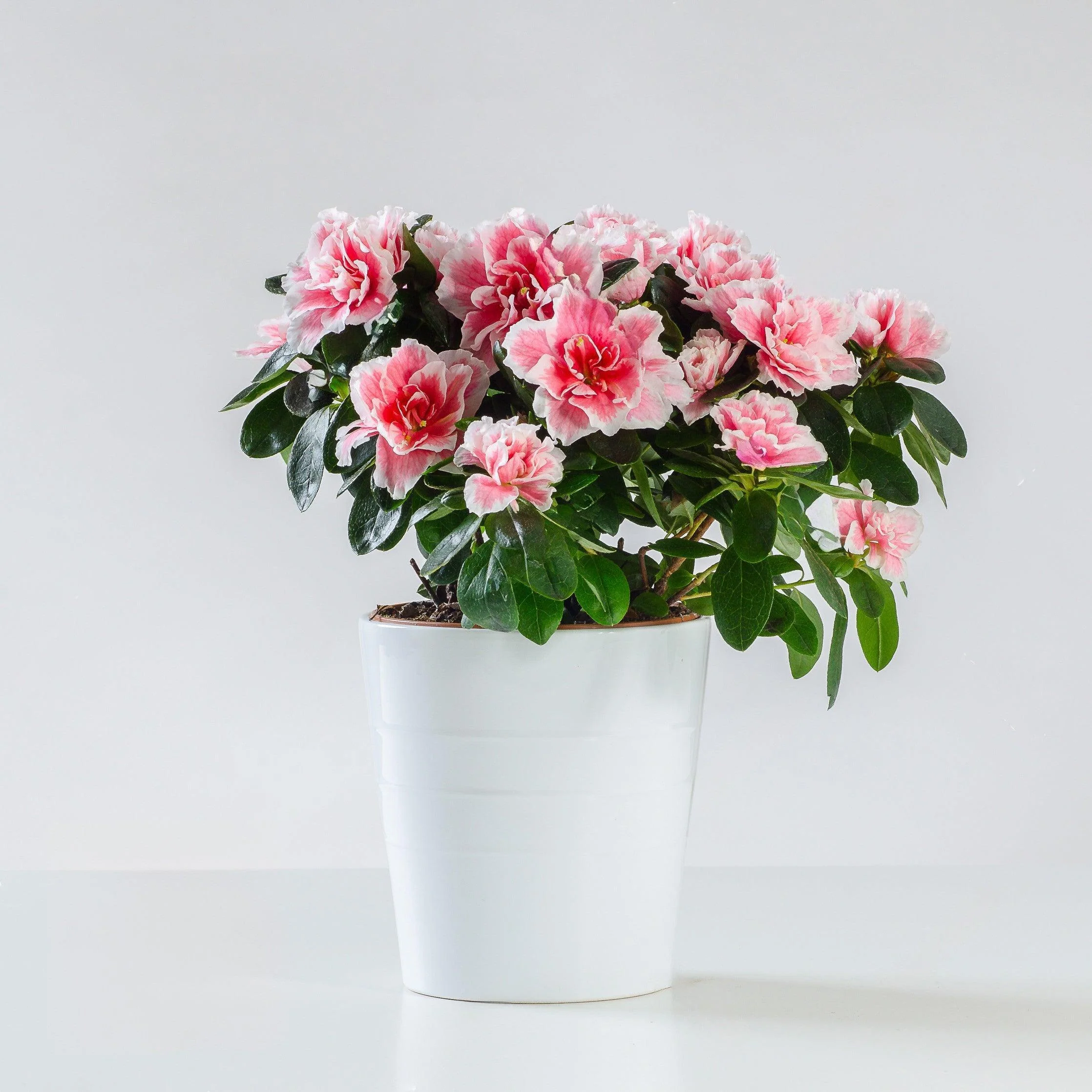 AMORE PURO - Azalea rosa in vaso - Pianta di azalea in vaso semplice. | Flowers Delivery Consegna Fiori a Domicilio