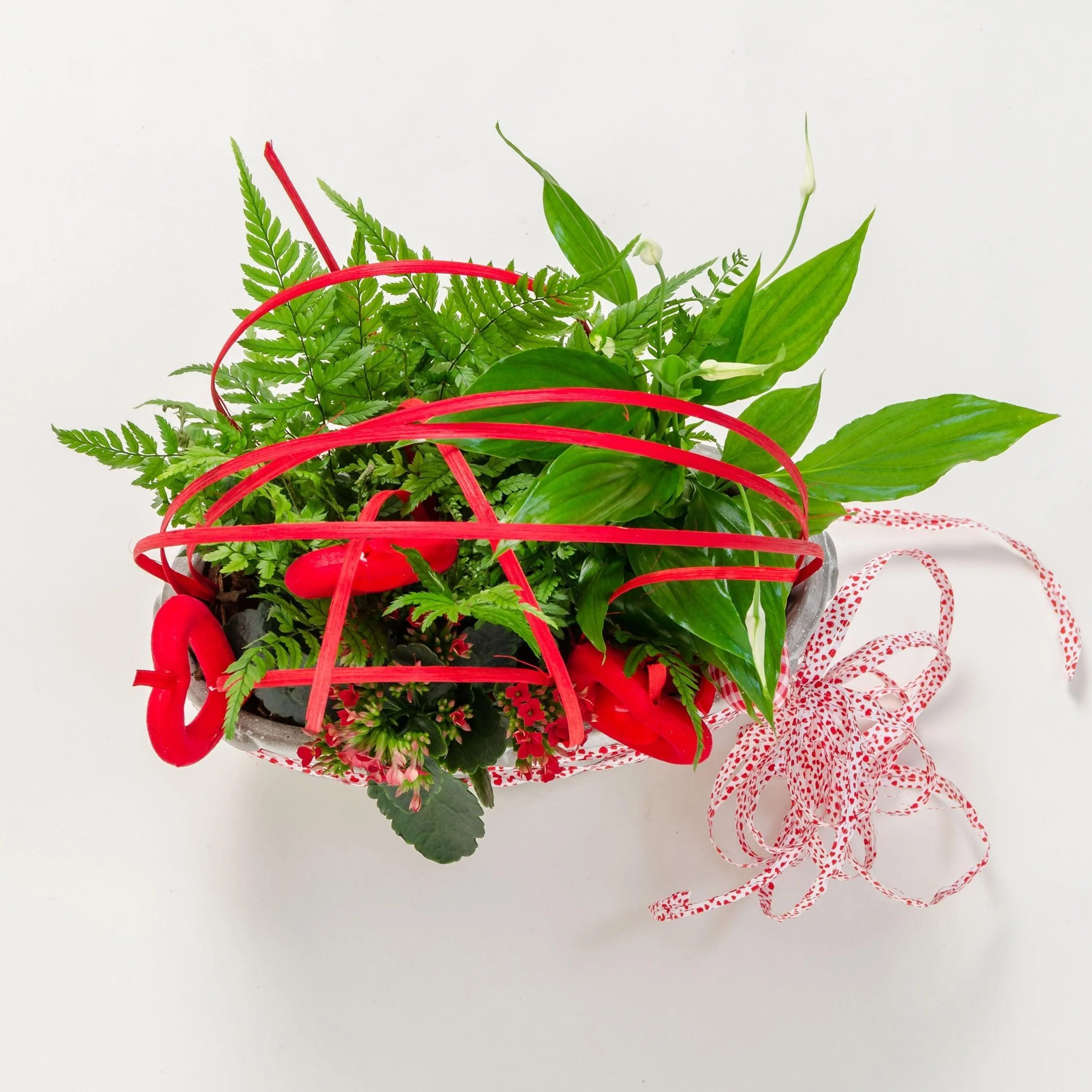 AFFETTO - Spatifillo, calancola rossa, felce - Composizione in ciotola semplice e raffinata. | Flowers Delivery Consegna Fiori a Domicilio